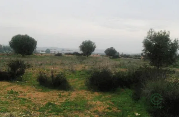 Spot image