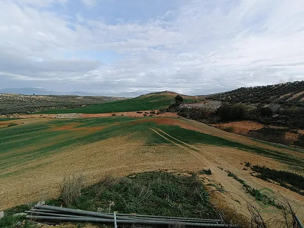 Spot image