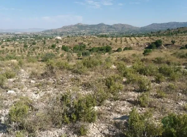 Spot image