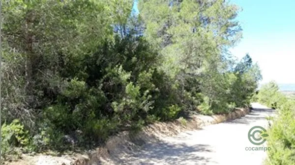 Spot image