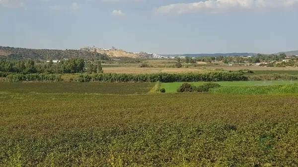 Spot image