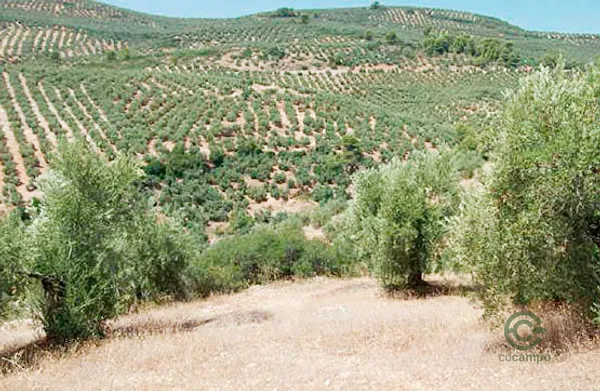 Spot image