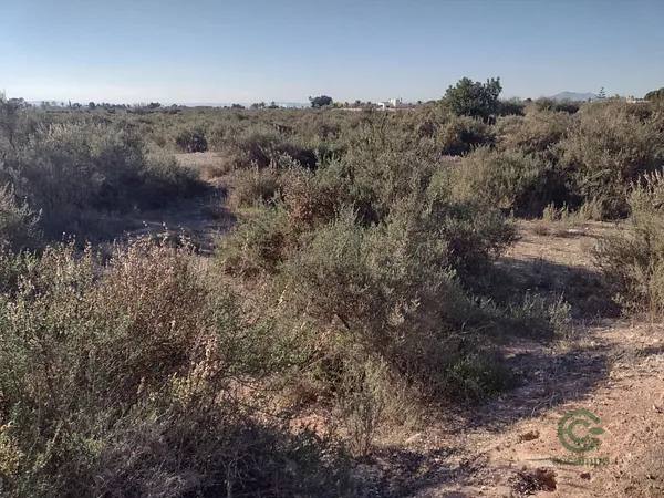 Spot image