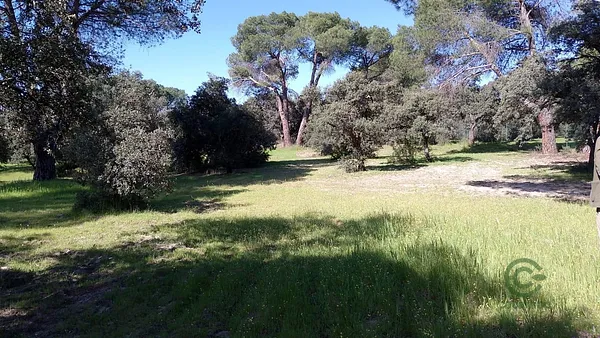 Spot image