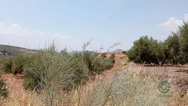 Spot image
