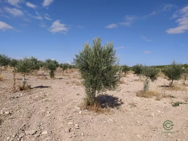 Spot image