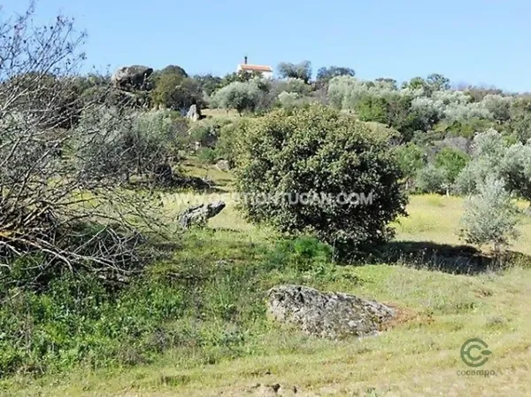 Spot image