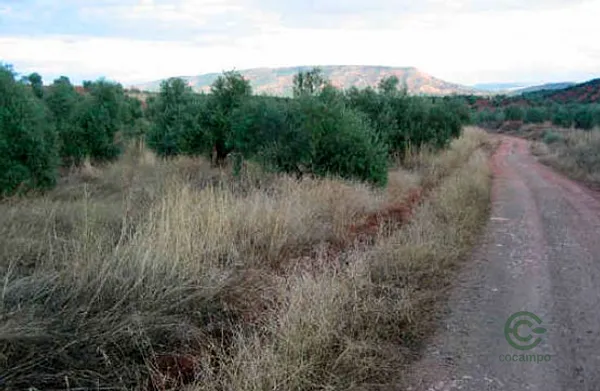 Spot image
