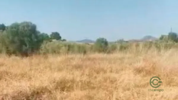 Spot image