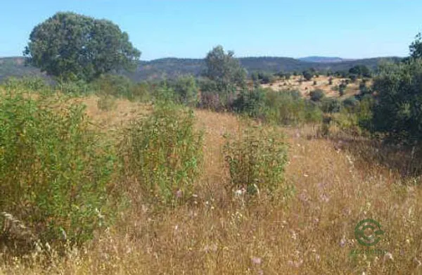 Spot image