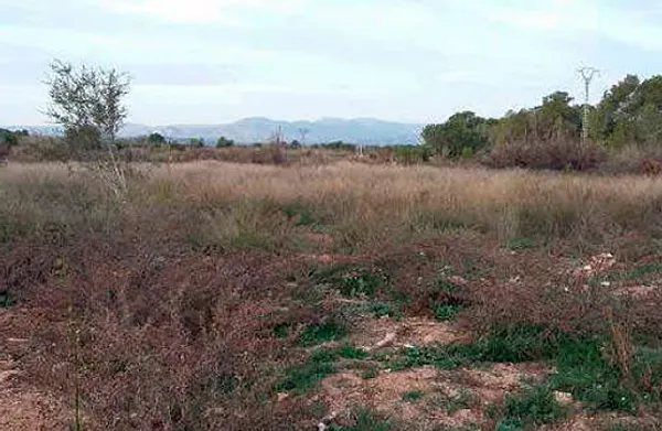 Spot image