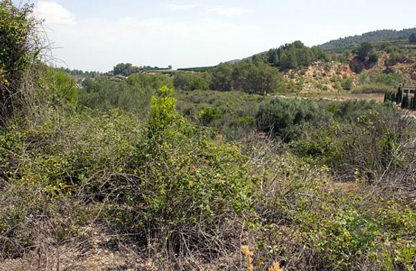 Spot image