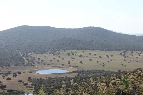 Spot image