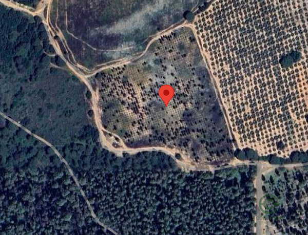 Spot image