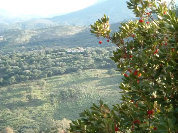 Spot image