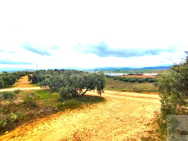 Spot image