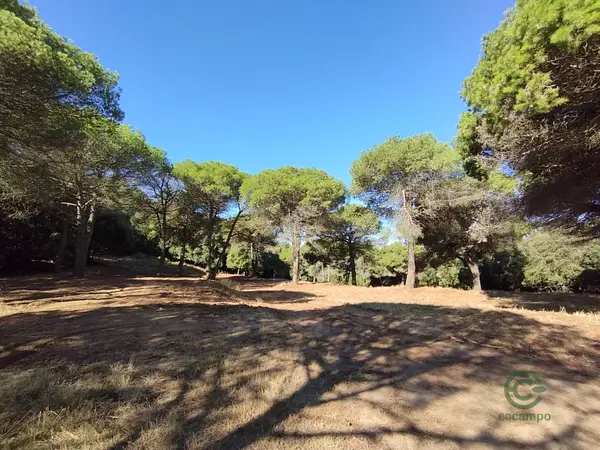 Spot image