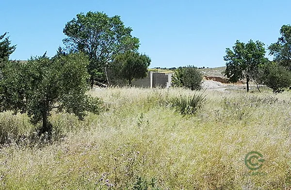 Spot image