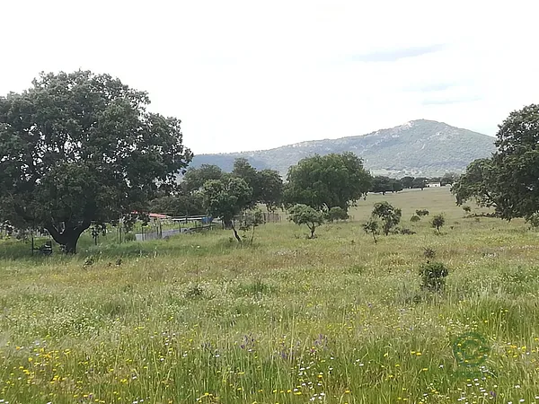 Spot image