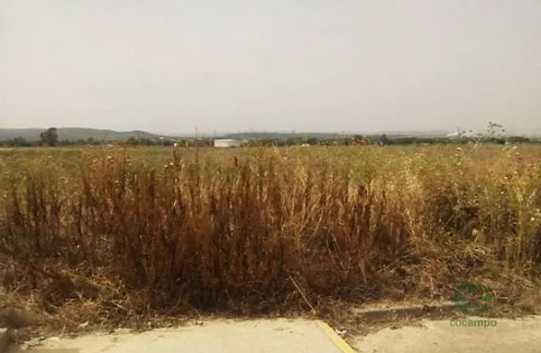 Spot image