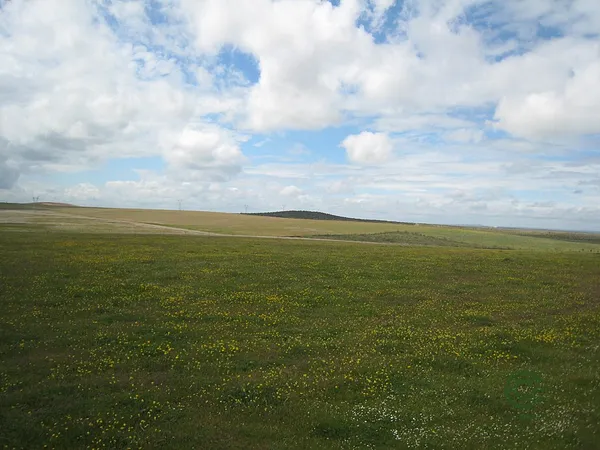 Spot image