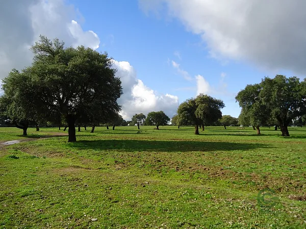 Spot image