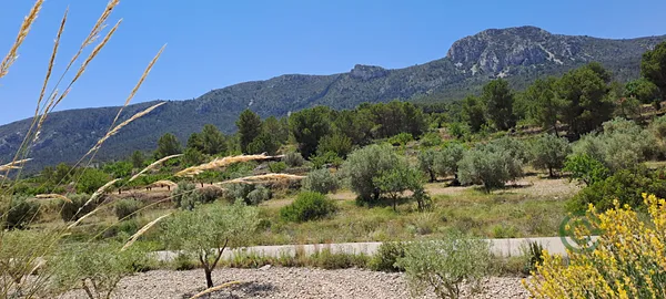 Spot image