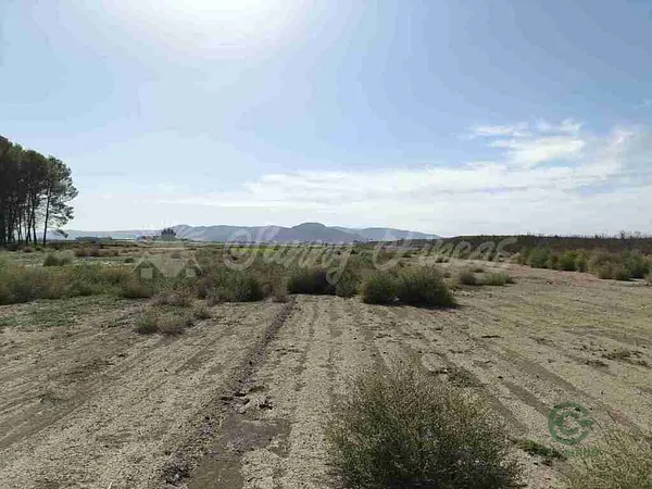 Spot image