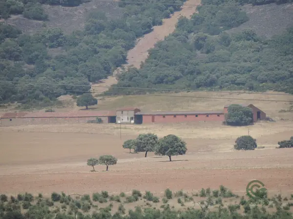 Spot image