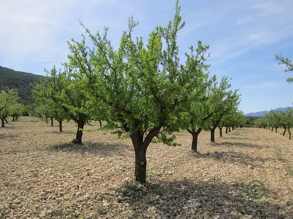 Spot image