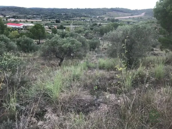 Spot image