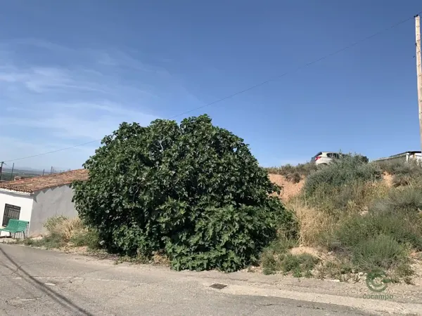 Spot image