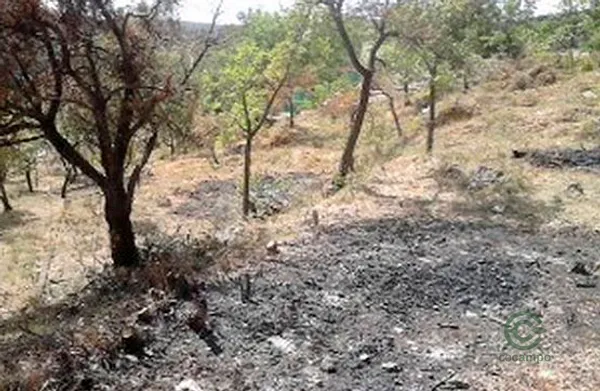 Spot image