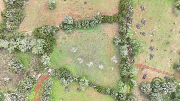 Spot image
