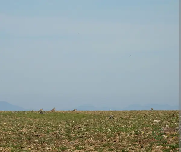 Spot image