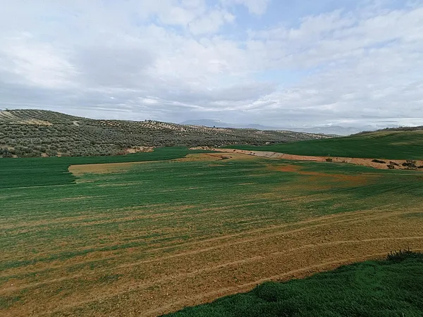 Spot image