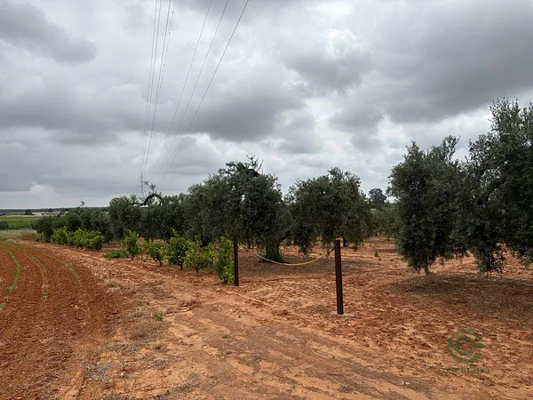 Spot image
