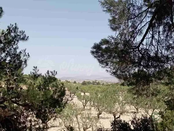 Spot image