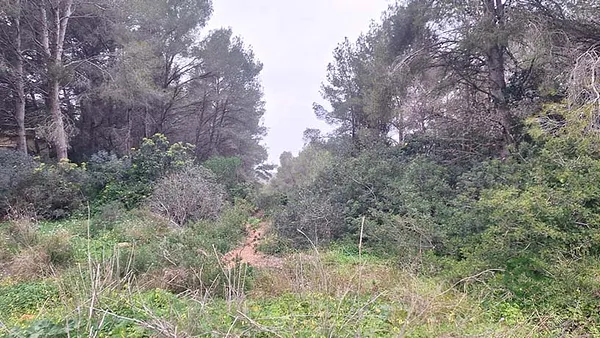 Spot image