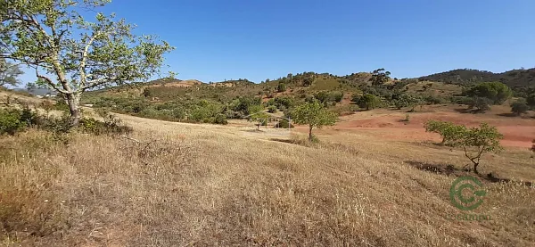 Spot image