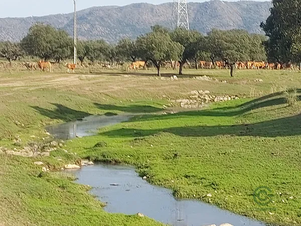 Spot image