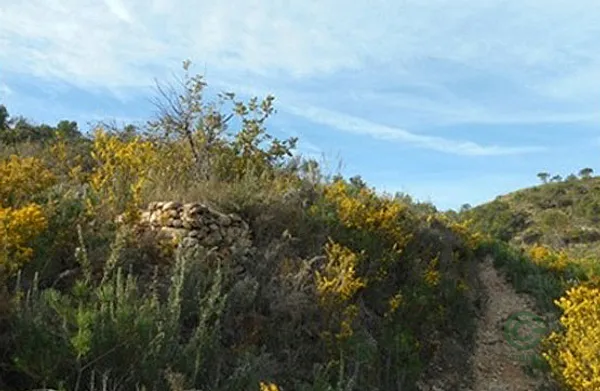 Spot image