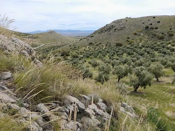 Spot image