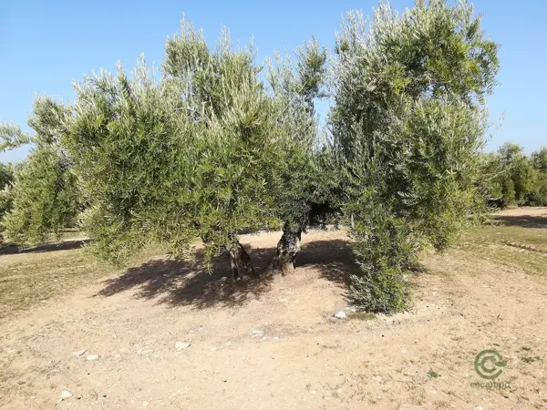 Spot image