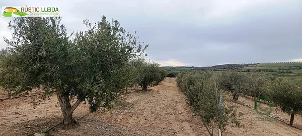 Spot image