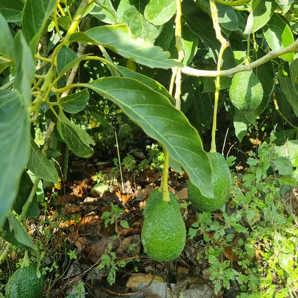Spot image