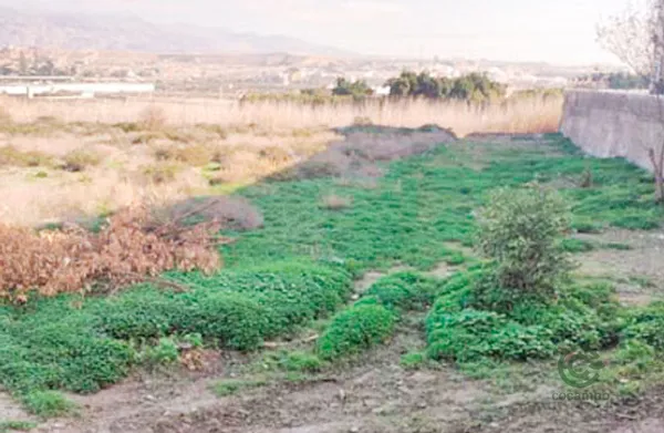 Spot image