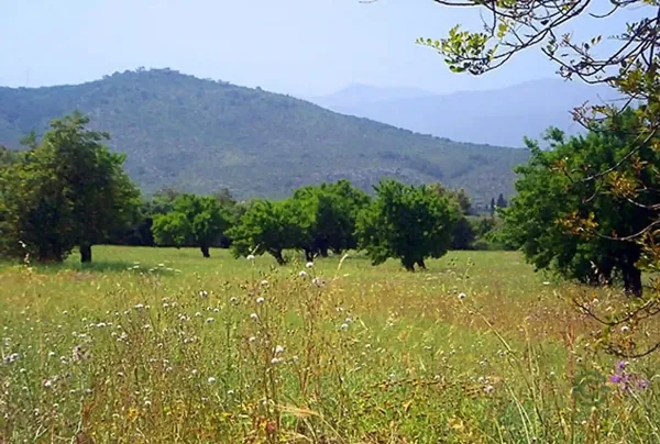 Spot image