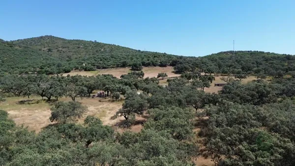 Spot image