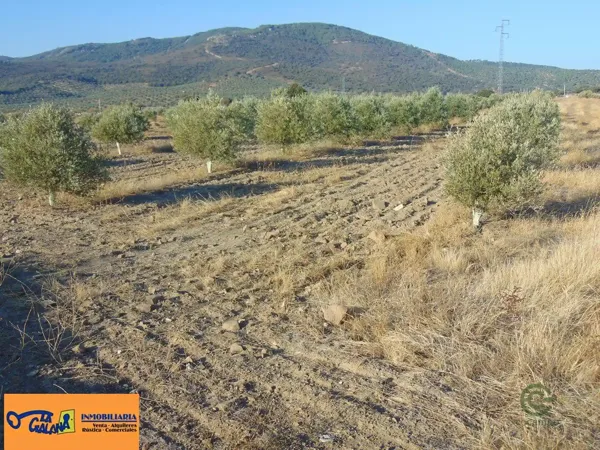 Spot image